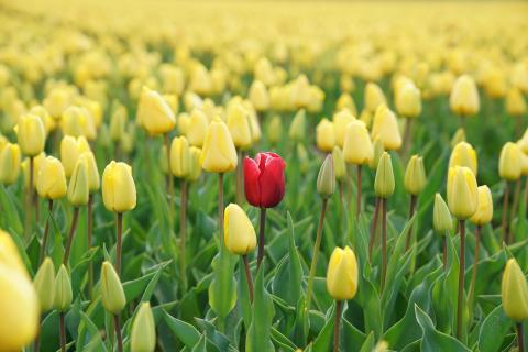 Image of flowers of which all are yellow and one is red 